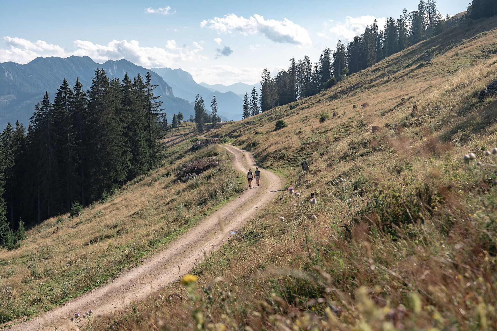 Ein malerischer Wanderweg schlängelt sich durch die sanften Hügel der Ybbstaler Alpen, umgeben von üppigen Wiesen und majestätischen Bäumen. Die klare Luft und die atemberaubenden Ausblicke laden dazu ein, die Seele baumeln zu lassen und die Schönheit der Natur zu genießen.