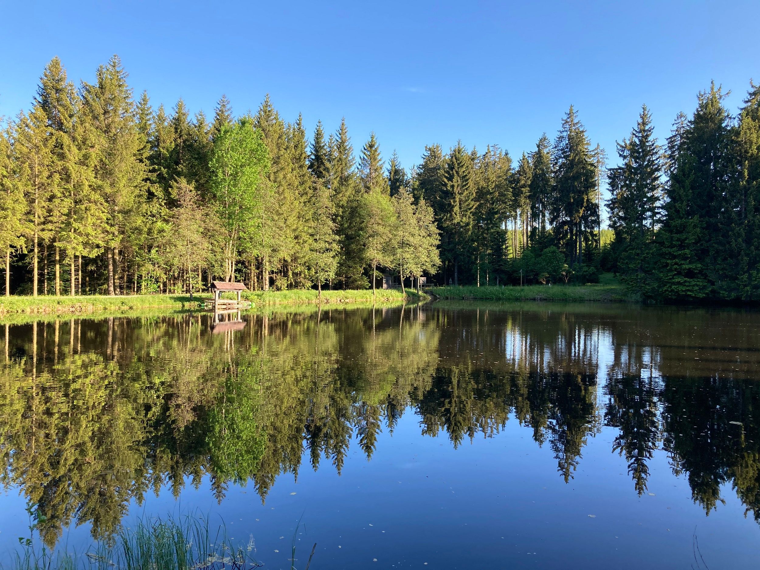 Ein ruhiger Teich mit klarer Spiegelung der umliegenden Bäume im Wasser, umgeben von einem dichten Wald unter einem blauen Himmel.