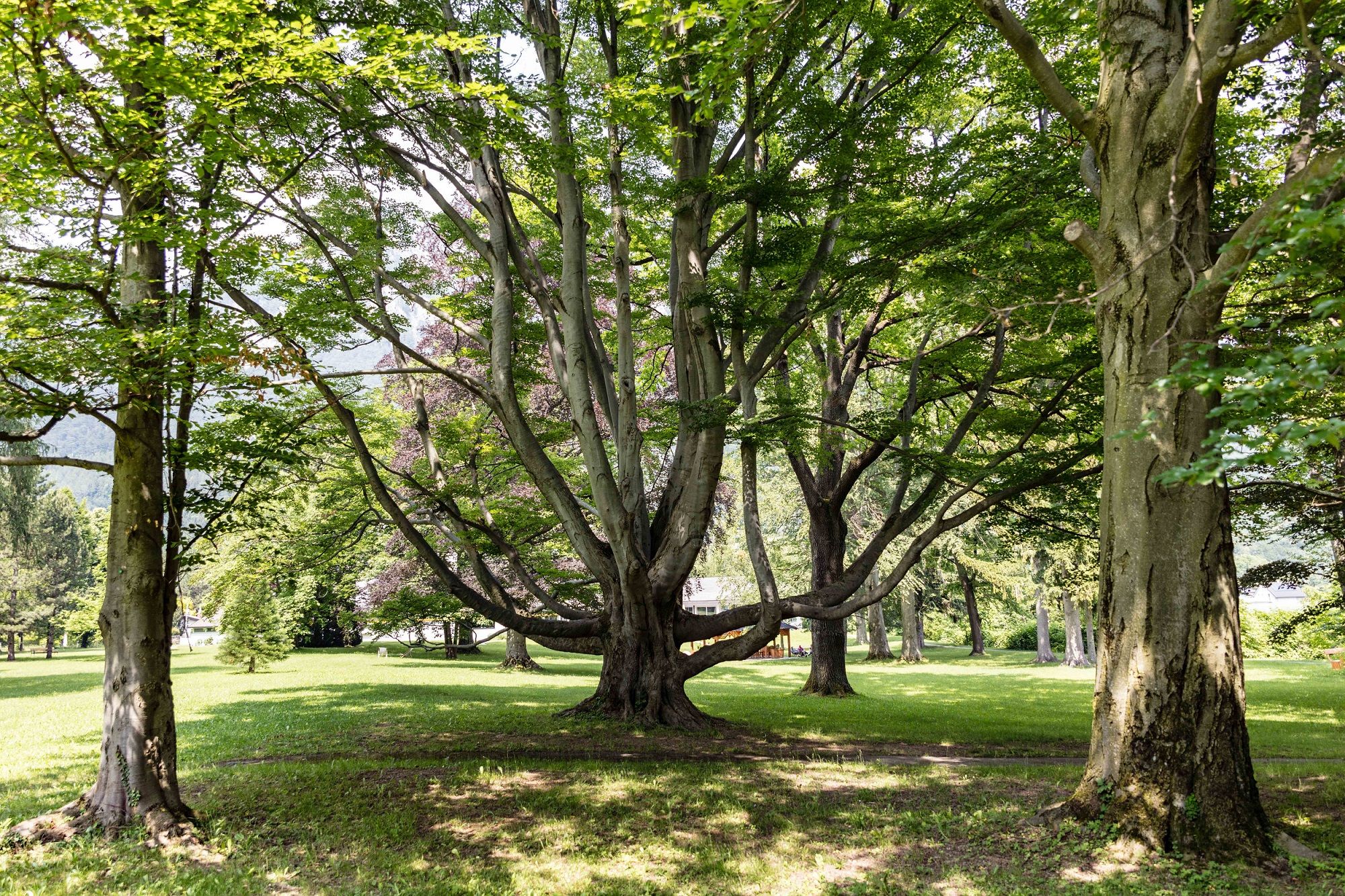Ein großer Baum mit ausladenden Ästen in einem grünen Park.