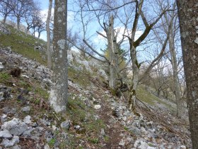Pfad kurz unter dem Gipfel, &copy; Wienerwald