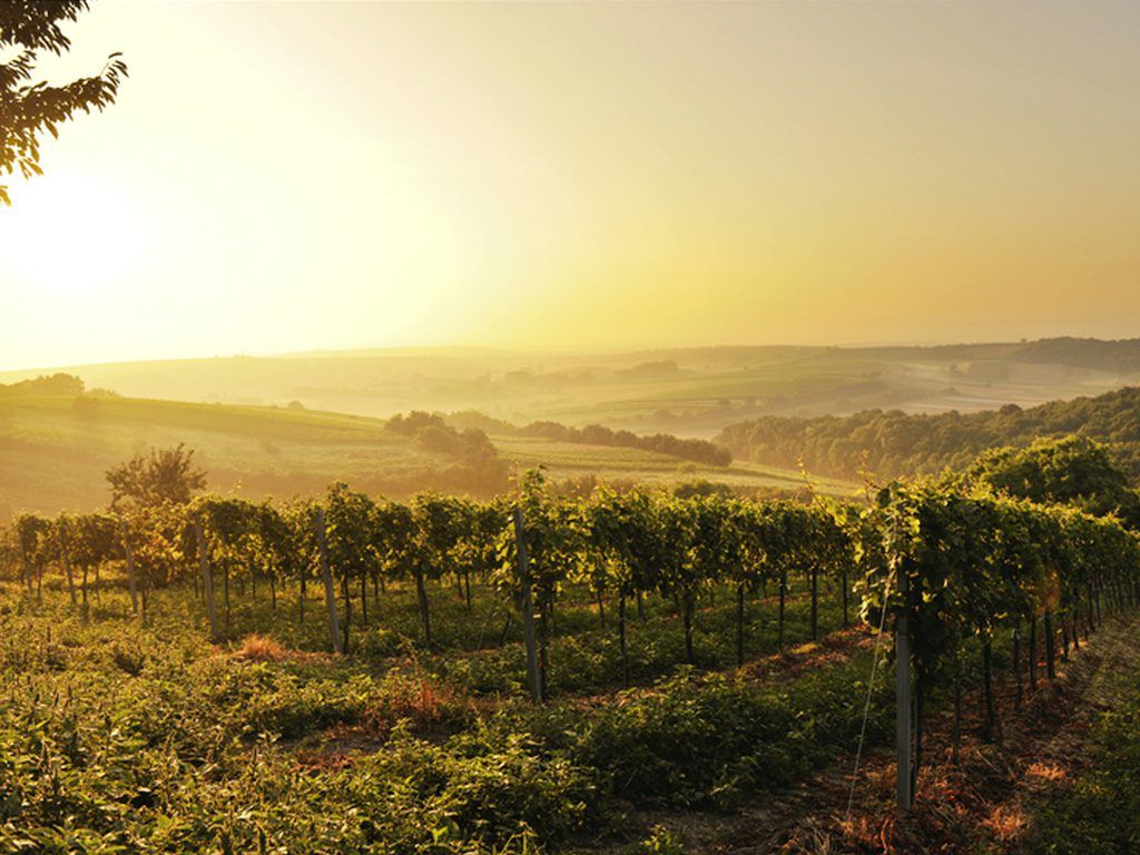 Weinberge im Weinviertel bei Sonnenuntergang.