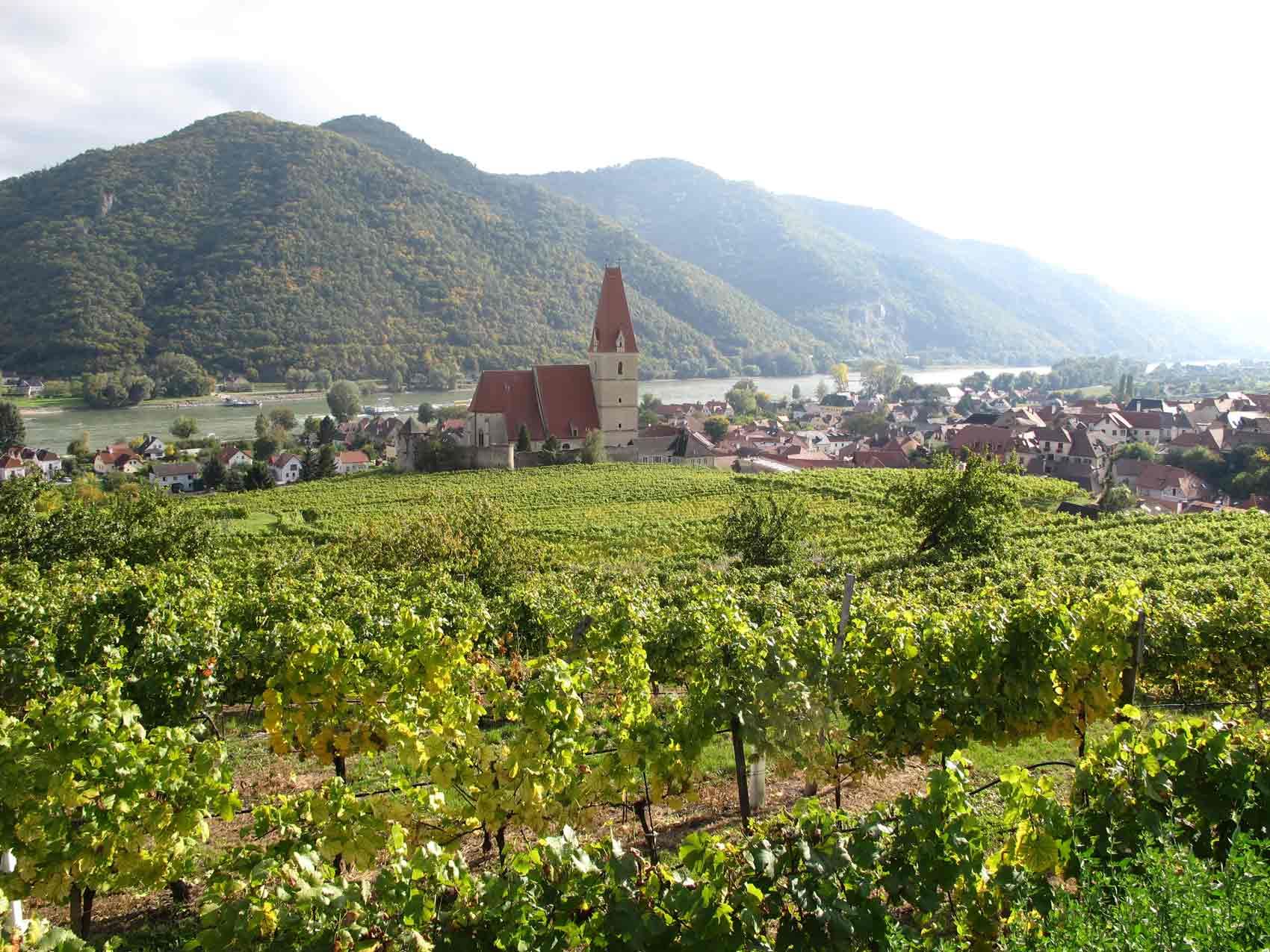 Blick auf Weißenkirchen in der Wachau mit Weinbergen und Kirche im Vordergrund.