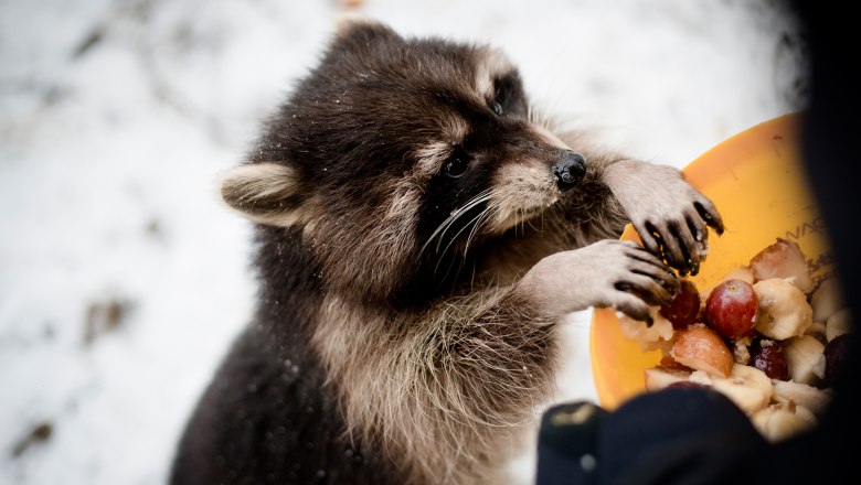 Erlebnispark Buchenberg, © Sabine Wieser Fotografie