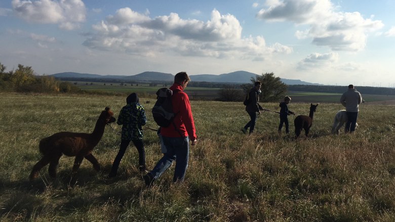 Menschen f&uuml;hren Alpakas &uuml;ber ein Feld bei sonnigem Wetter.