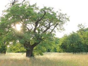 Großer Orther Rundwanderweg, © Donau Niederösterreich - Römerland Carnuntum-Marchfeld