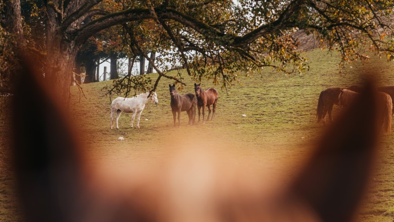 Pferde auf einer Wiese im Wildpark, im Vordergrund unscharf ein Pferdekopf.