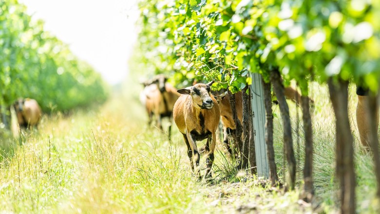 Schafe des Weinguts Familie Auer, © Alexander Schwartz 