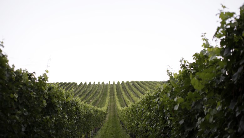 Reihen von Weinreben in einem Weingarten unter klarem Himmel.