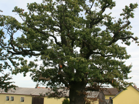 600-jährige Eiche, © Wienerwald