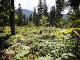 Panoramatour am Hochmoor Leckermoos, © weinfranz.at