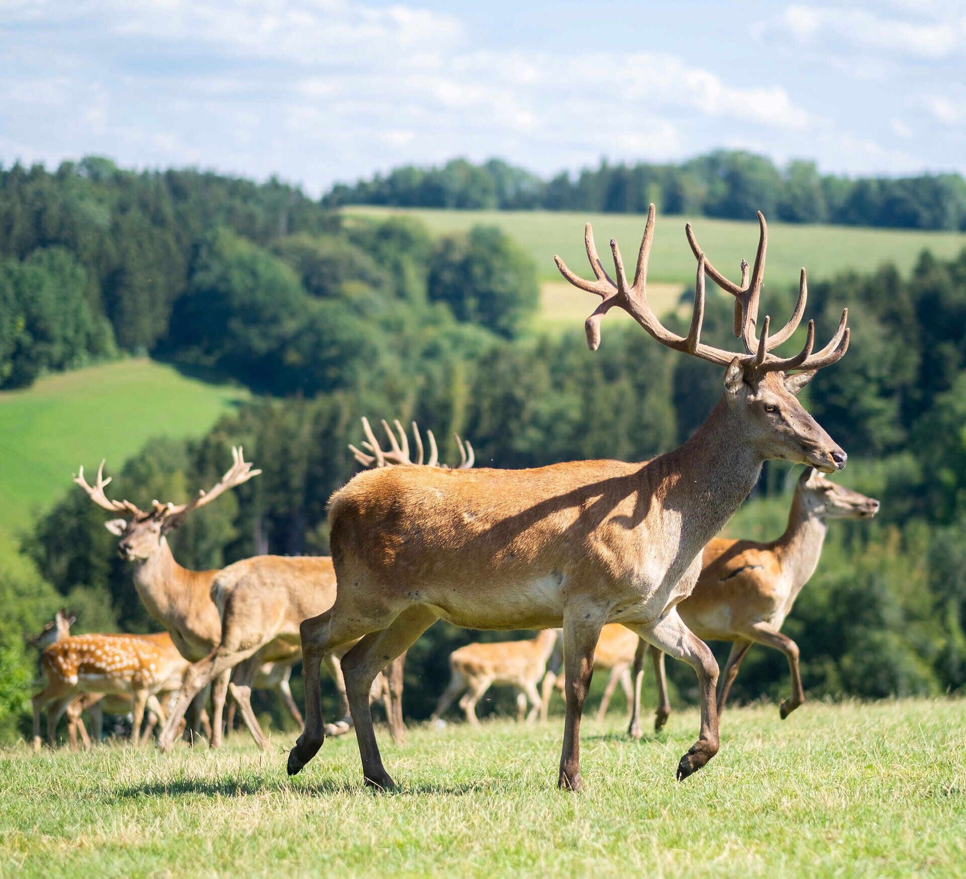 In der sanften Hügellandschaft grasen majestätische Rehe, während die Sonne warm auf die saftigen Wiesen scheint. Die friedliche Atmosphäre und die malerische Kulisse laden dazu ein, die Natur in vollen Zügen zu genießen.