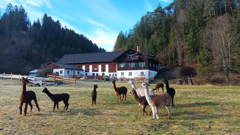 Alpakas am Auszeithof, © Barbara Enk