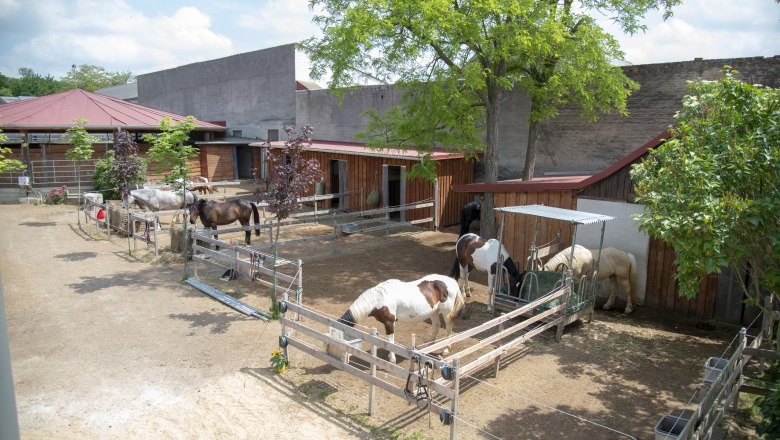 Hippo Campus, Pferde