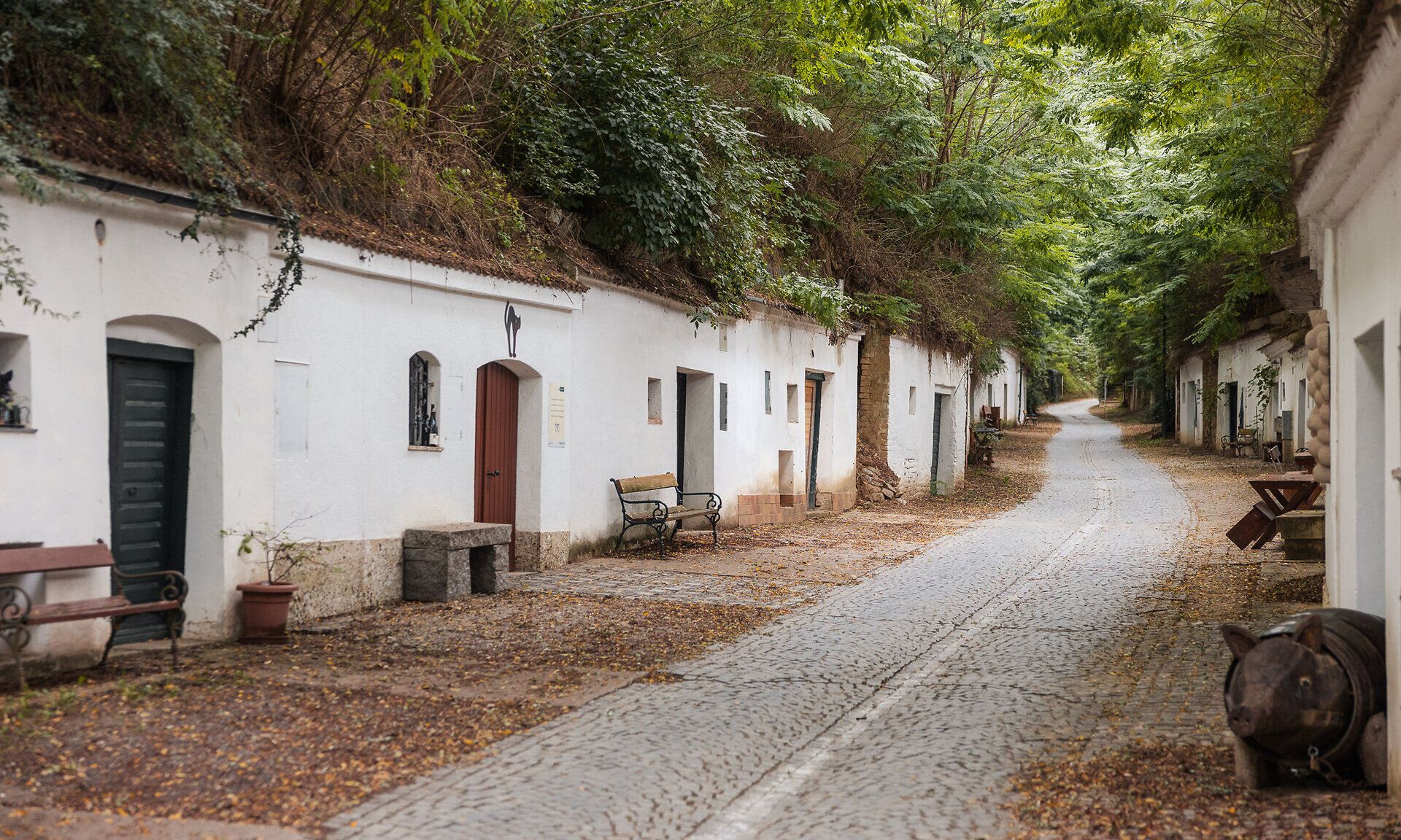 Eine Hohlwegkellergasse mit Kopfsteinpflaster ist mit Robinien überwachsen, weiß gekalkte Keller liegen links und rechts im Löss.