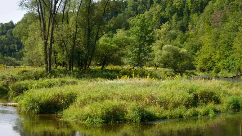 Flusslandschaft mit B&auml;umen und Wiesen im Stiftswald Altenburg.