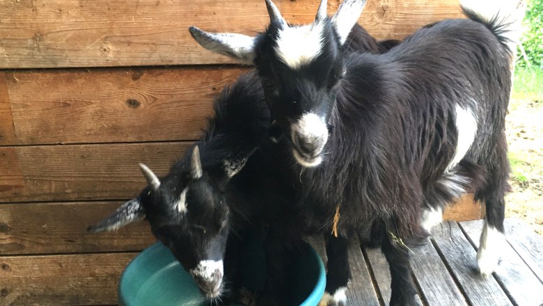 Ziegen, &copy; Familie Prack