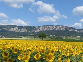 Panorama Hohe Wand (Copyright: Naturpark Hohe Wand ), &copy; Wiener Alpen in Nieder&ouml;sterreich