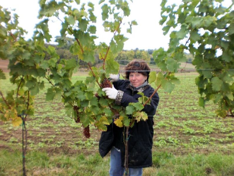 Person erntet Trauben in einem Weinberg.