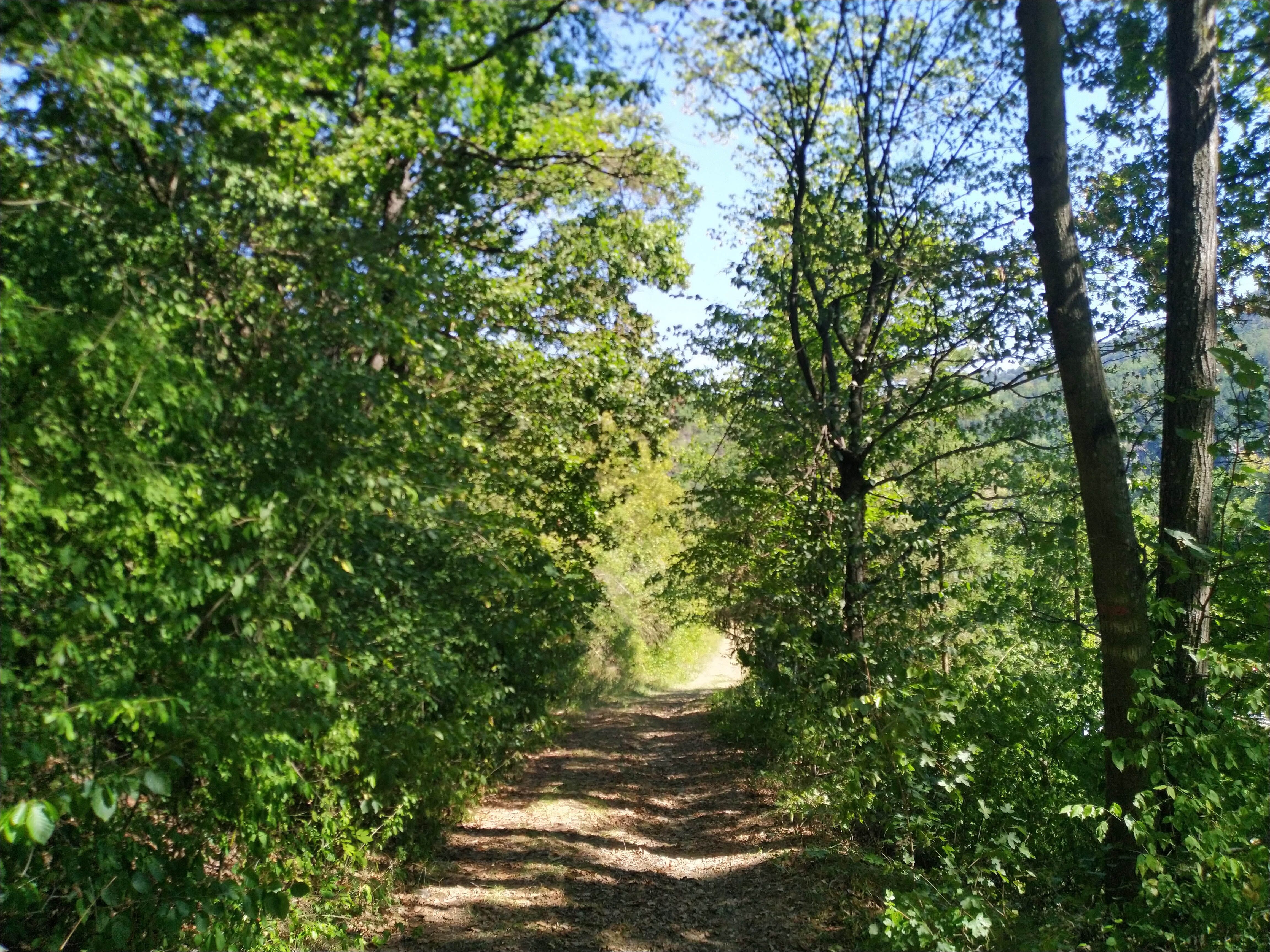 Ein schmaler Waldweg führt durch dichte grüne Bäume bei sonnigem Wetter.