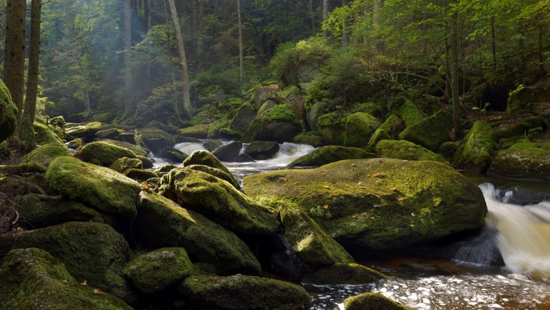 Ein bewaldeter Bach mit moosbedeckten Felsen und flie&szlig;endem Wasser.