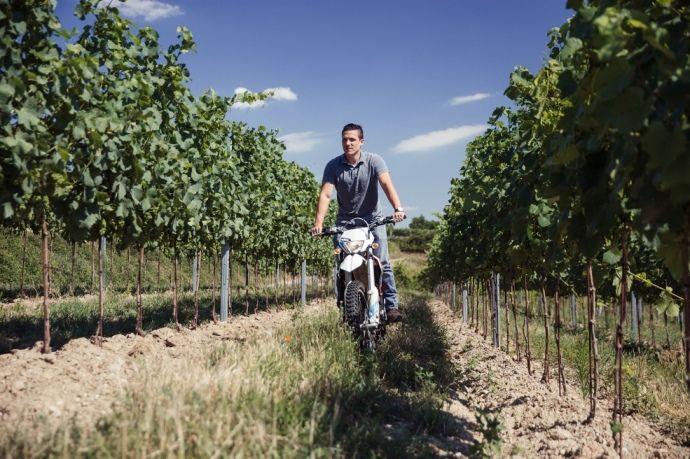 Person fährt Motorrad durch einen Weinberg.