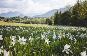 Narzissenblüte in Niederösterreich, © Fred Lindmoser
