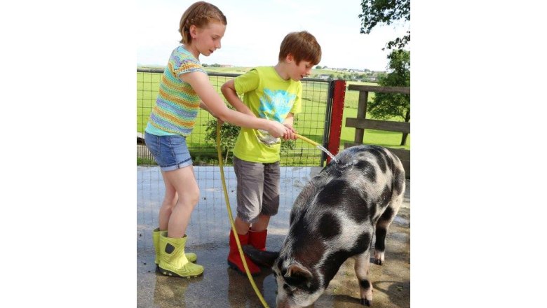 kerndlerhof_schwein_-schwarz-koenigat, &copy; Doris Schwarz-Koenig