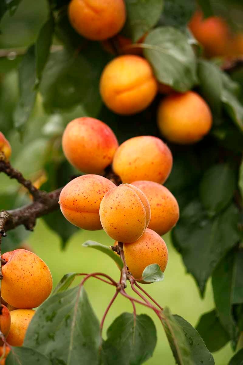 In Aggsbach Markt liegen die größten Marillengärten der Wachau