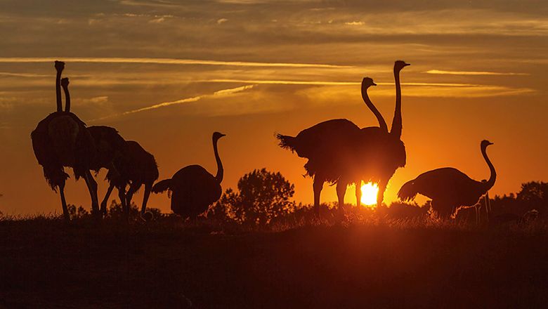 Silhouetten von Straußen vor einem Sonnenuntergang.