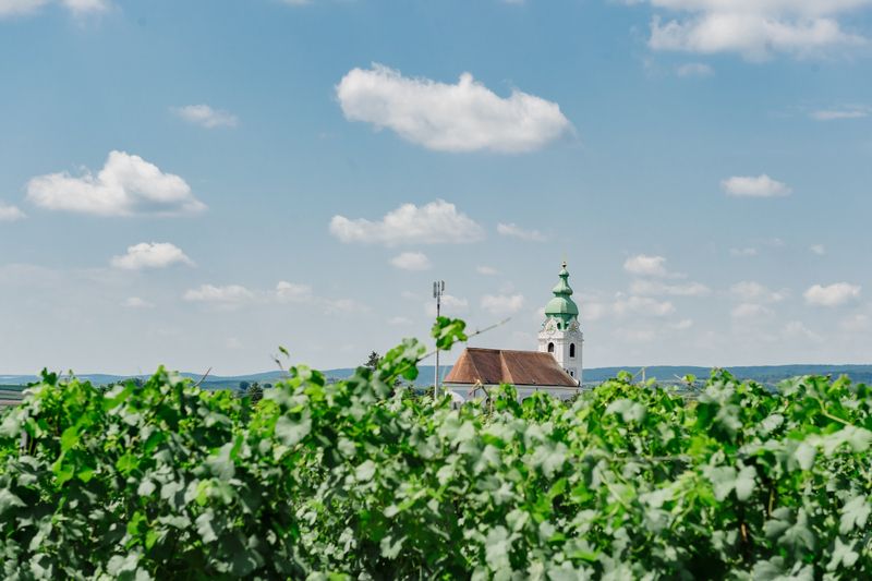 Kirchturm hinter grünen Weinreben unter blauem Himmel mit Wolken.