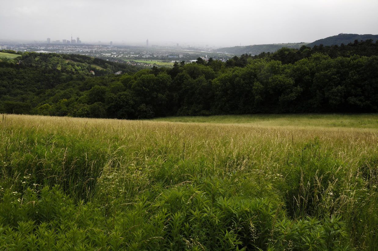 Blick auf eine grüne Wiese mit Wald im Hintergrund und einer Stadt in der Ferne.