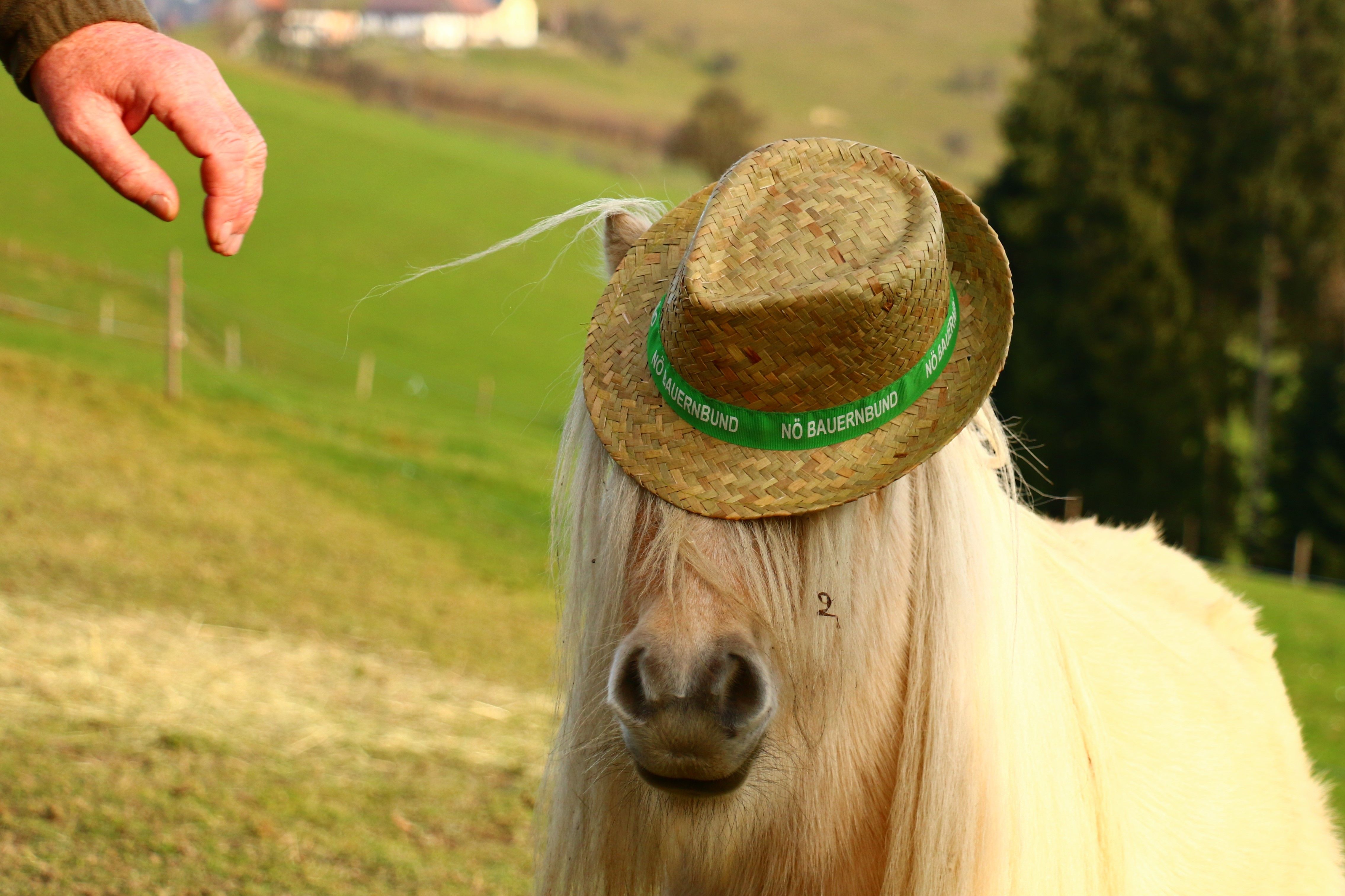 urlaub-beim-almbauer-6