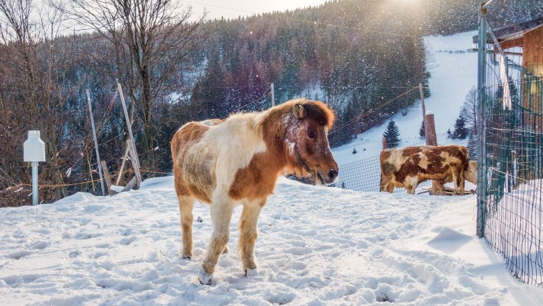 Ein Pony und eine Kuh stehen im verschneiten Wintergel&auml;nde vor einem bewaldeten H&uuml;gel.