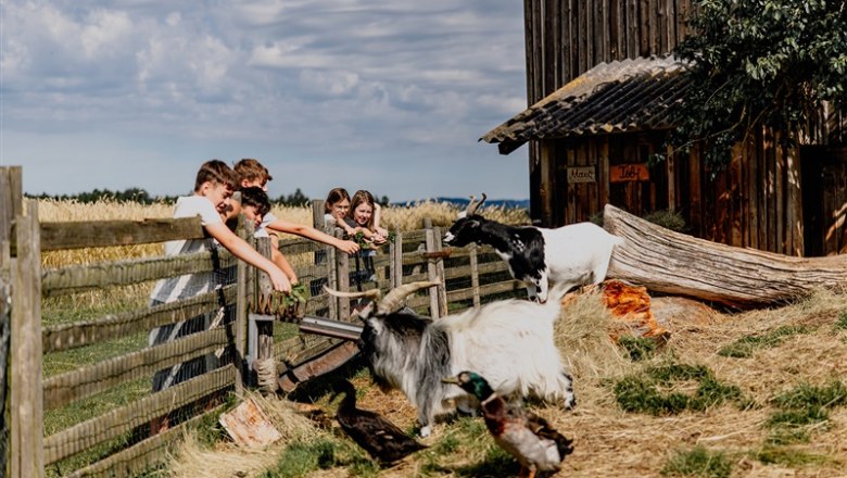 Biobauernhof Hipp-Bruckner, &copy; Waldviertel Tourismus, Matthias Streibel