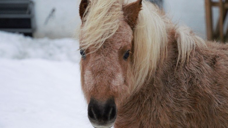 urlaub-beim-almbauer, &copy; Almbauer-Familie Wagner