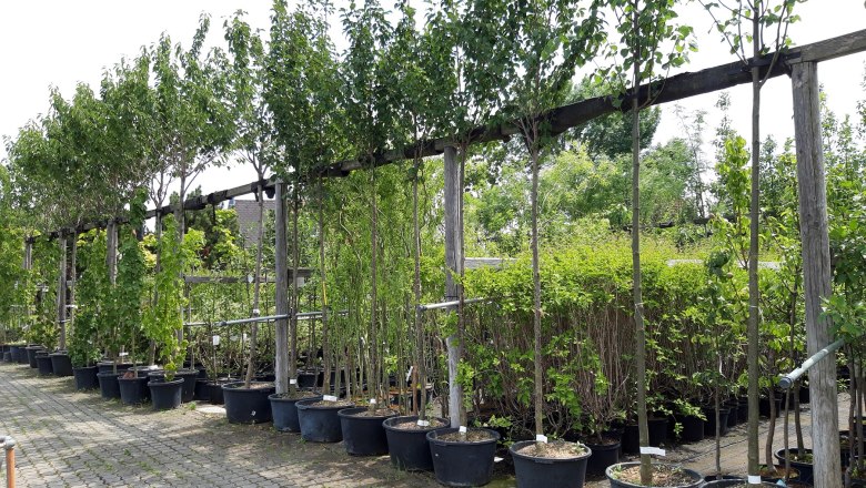 Reihe von B&auml;umen in T&ouml;pfen in einer Baumschule.