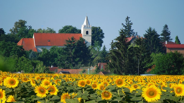 Eine Kirche mit rotem Dach und Turm im Hintergrund, umgeben von B&auml;umen, vor einem gro&szlig;en Sonnenblumenfeld.