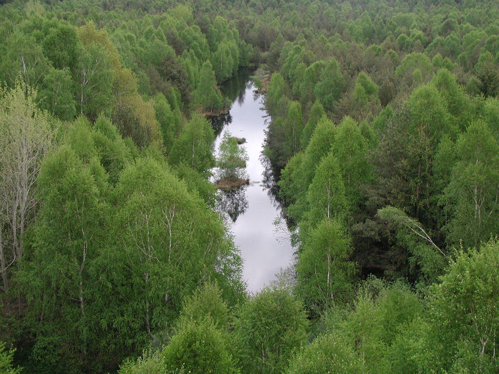 Luftaufnahme eines grünen Waldes mit einem schmalen Fluss in der Mitte.
