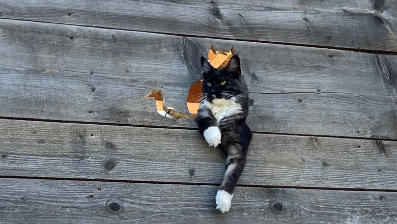 Eine Katze schaut durch ein Loch in einer Holzwand.