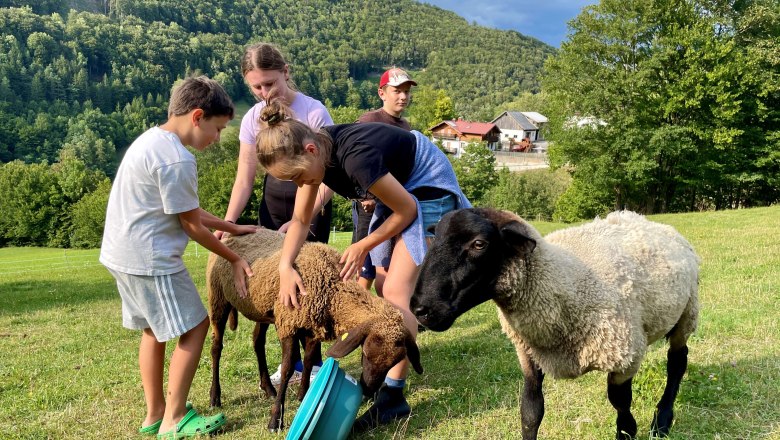 Schafe, &copy; Gera S.