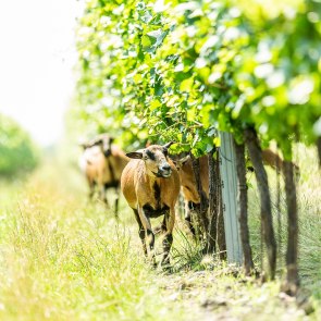Schafe im Weingarten des Weinguts Familie Auer, © Alexander Schwartz