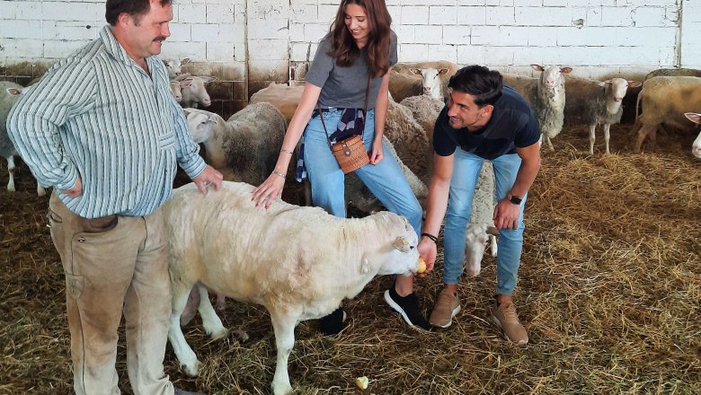 Stallbesichtigung Schafk&auml;sebetrieb Raser, Pachfurth, &copy; Donau Nieder&ouml;sterreich, Neubauer