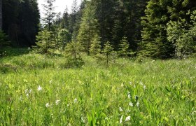 Schauwiese Promau bei Hollenstein an der Ybbs, &copy; David Bock
