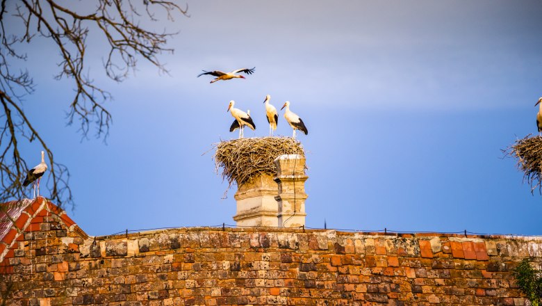 baumbrütende Weißstorch-Kolonie am Dach von Schloss Marchegg
