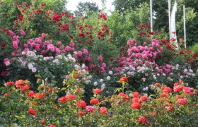 Ein Garten mit verschiedenen Rosen in Rot- und Rosat&ouml;nen, umgeben von gr&uuml;nem Laub.