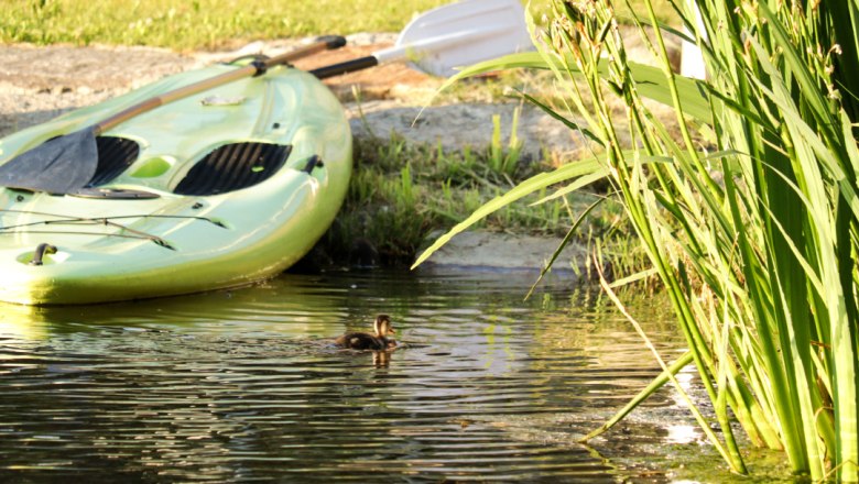 Ein grünes Stand-Up Paddle-Board liegt am Ufer eines Teiches, daneben schwimmt eine kleine Ente im Wasser.