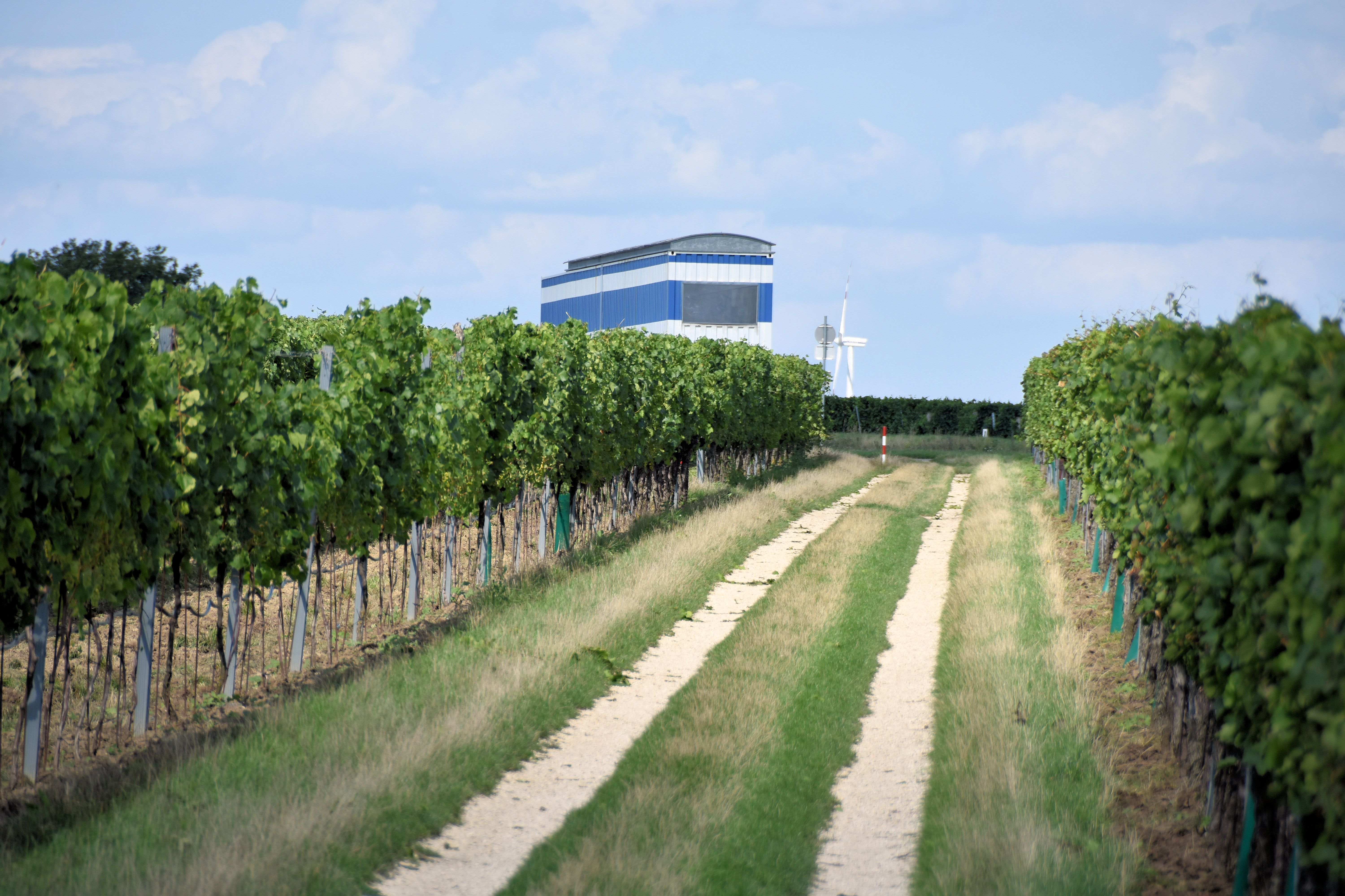 Ein Weg zwischen Weinreben führt zu einem blauen Gebäude und einem Windrad im Hintergrund.
