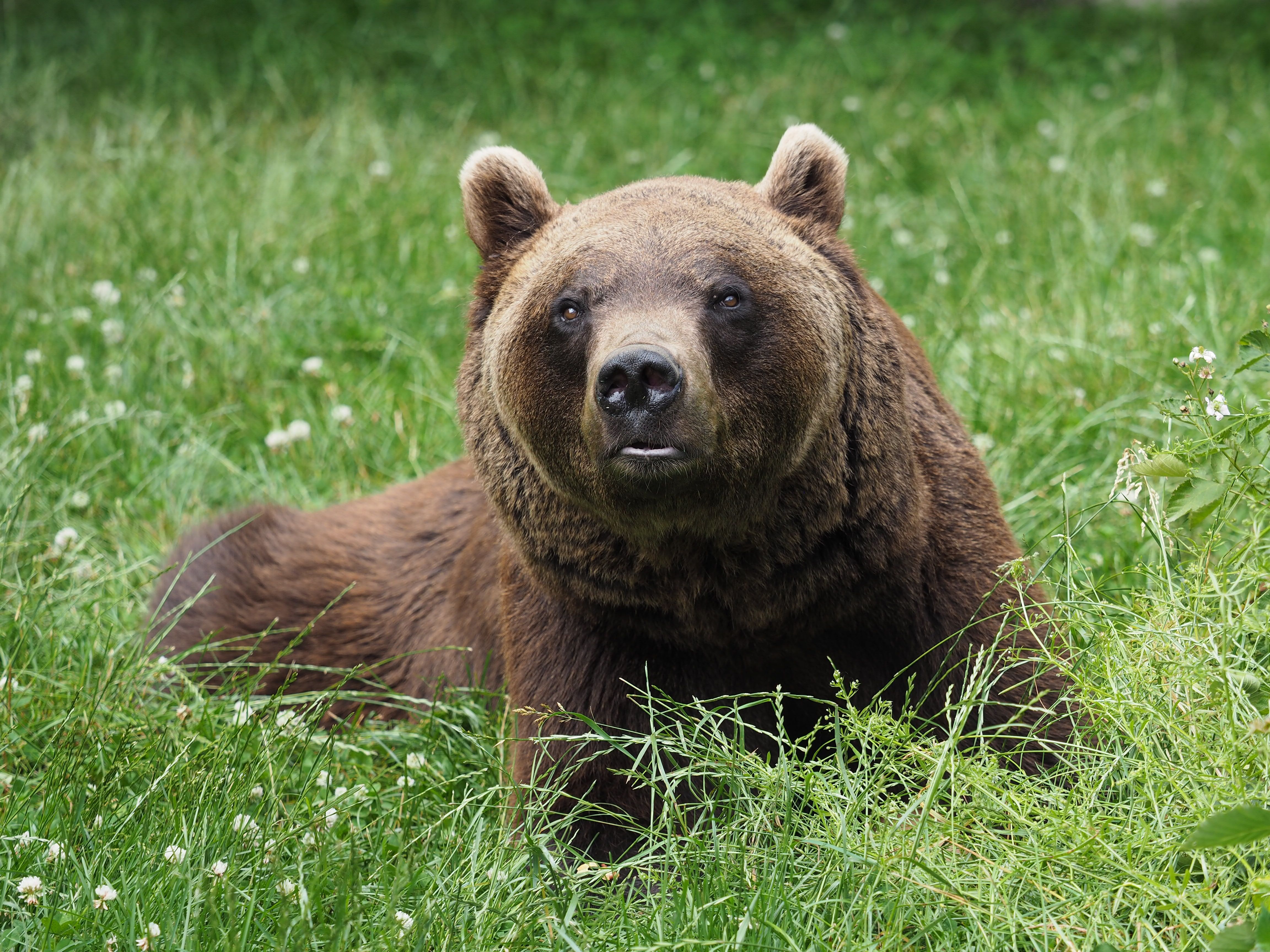 Ein Braunbär liegt im Gras und schaut aufmerksam nach vorne.