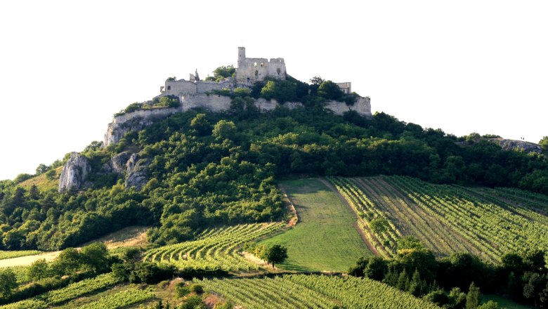 Burgruine Falkenstein auf einem bewaldeten H&uuml;gel mit Weinbergen im Vordergrund.