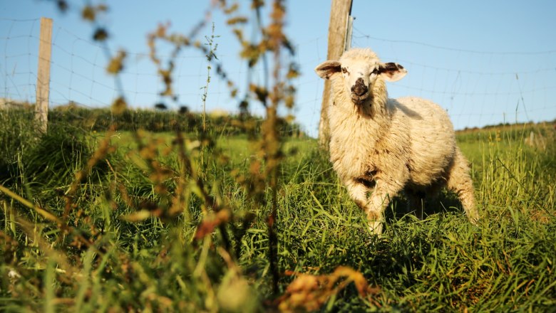 Schaf, &copy; Weinfranz